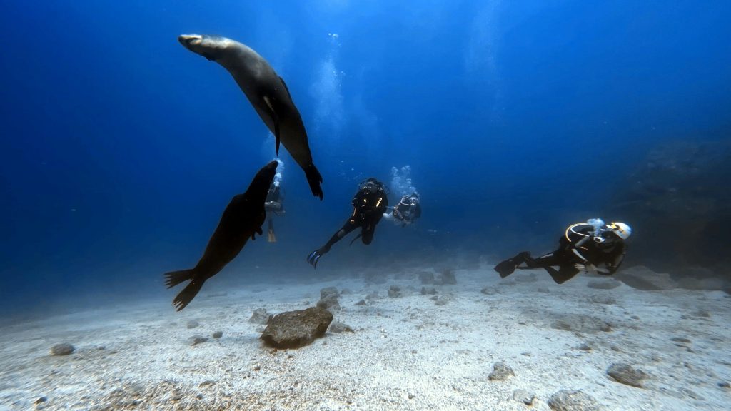 Divers interact with playful seals in a vivid underwater scene, showcasing marine life.